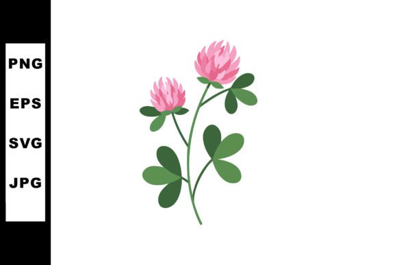 Pink Clover Flower Plant with Green Leaves Graphics