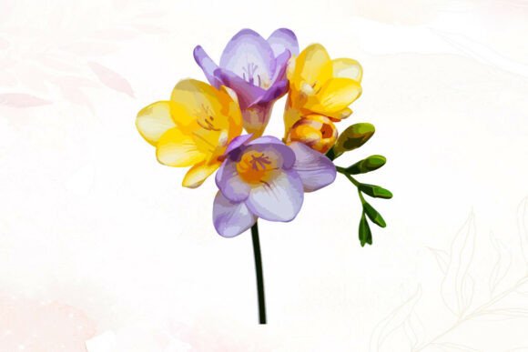 Purple and Yellow Freesia Flowers